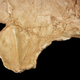 A selection of the recovered skull fragments.
